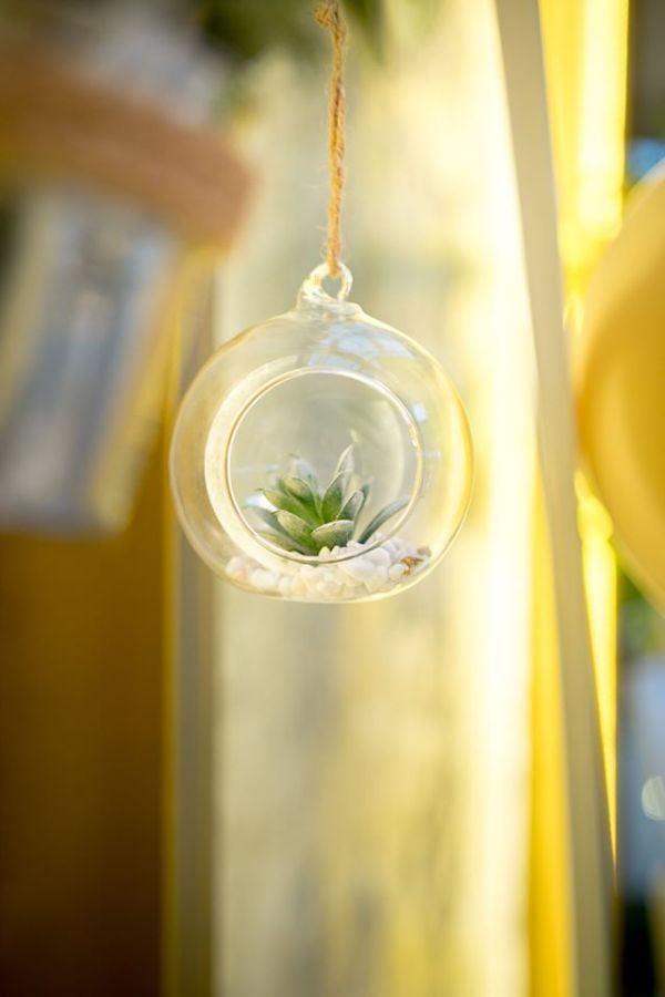 succulent plant hanging